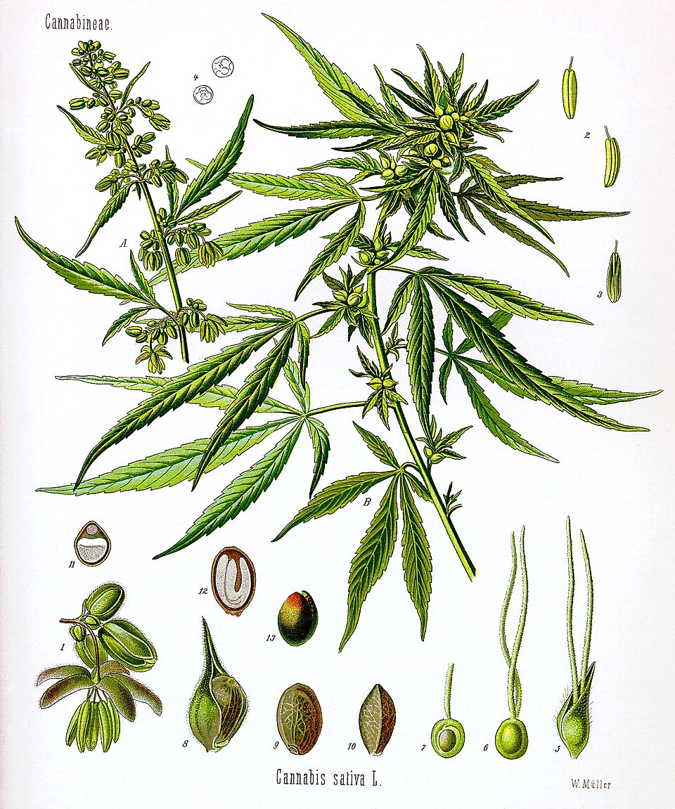 Historic botanical illustration showing cannabis stems, leaves, flowers and seeds