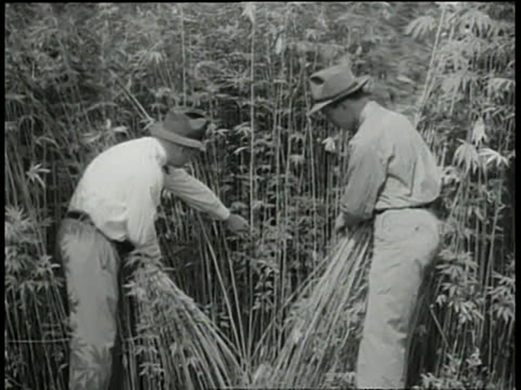 Two men examining hemp plants in the USDA film Hemp for Victory